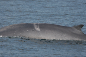 Fin whale, Scar 220807 © Padraig Whooley, IWDG